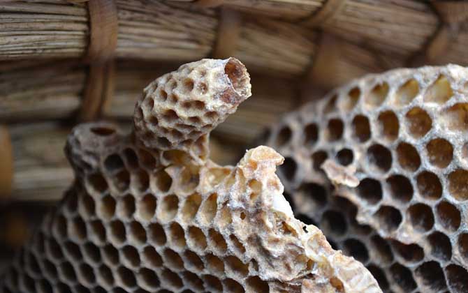 如何能让蜜蜂急造王台？