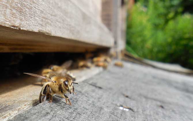 蜜蜂没蜂王会造王台吗？