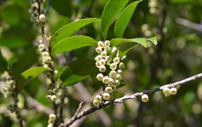 野桂花