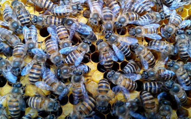 蜜蜂春繁怎样以强补弱？
