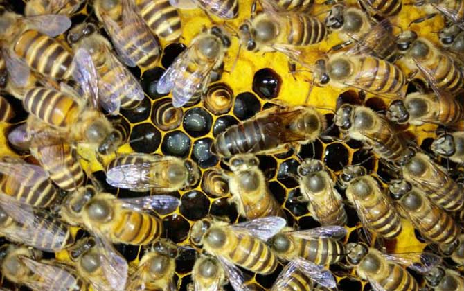 养蜂怎样原地人工分蜂？