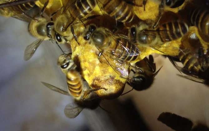 蜜蜂是怎样自然分蜂的？