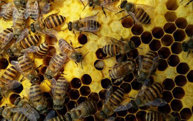 中蜂最简单的分蜂方法