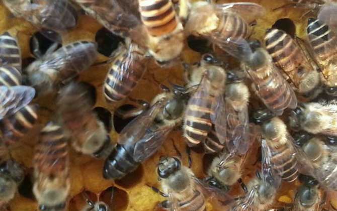养中蜂怎么控制分蜂热？