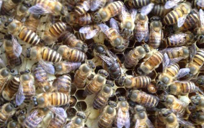 春季养蜂