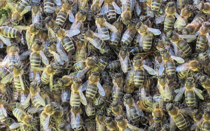 蜜蜂自然分蜂会飞多远？