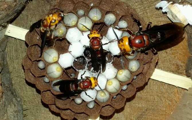 胡蜂养殖