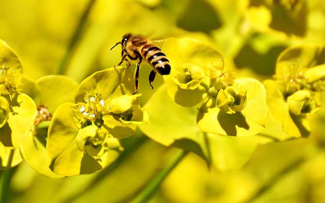 蜜蜂采花蜜是为了什么？