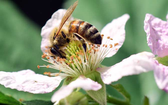 蜜蜂酿蜂蜜是为了什么？