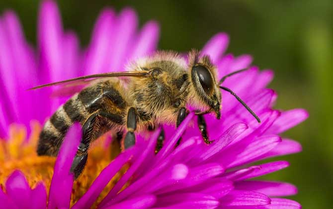 蜜蜂灭绝了世界会怎样？
