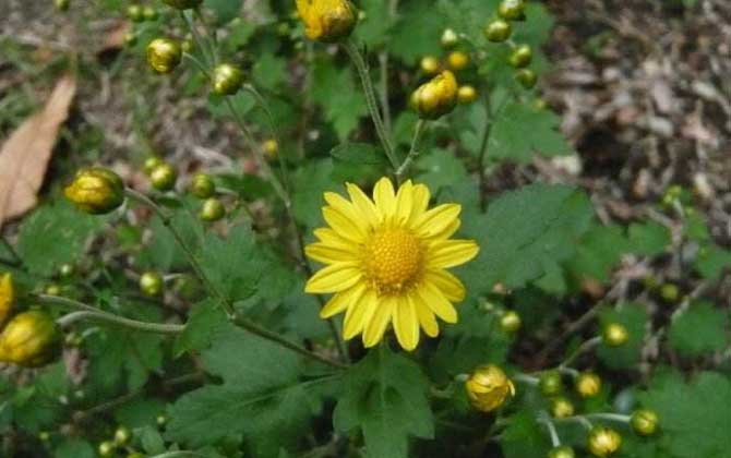 野菊花