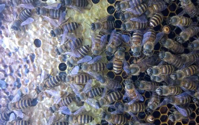 中蜂活框养殖技术及注意事项