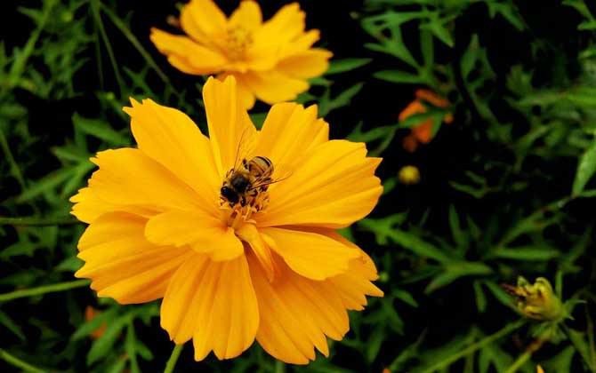 蜜蜂和马蜂有什么区别？