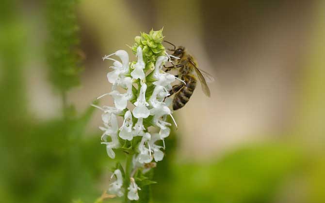 蜜蜂是怎么酿制蜂蜜的？