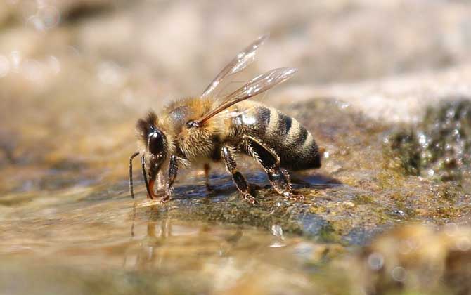 蜜蜂是昆虫类还是动物类？
