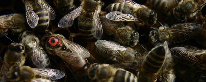蜂群是由哪些成员构成的？