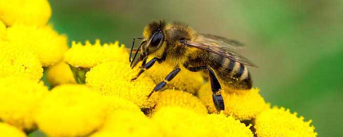 蜜蜂最喜欢什么颜色的花？