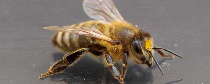 世界上一共有多少种蜜蜂？