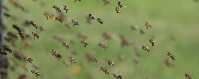 蜜蜂为什么能找到回家的路？
