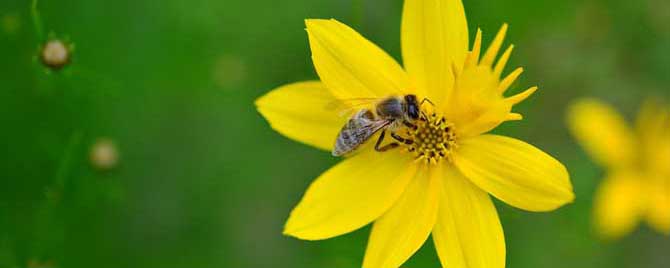 蜜蜂属于益虫还是害虫？