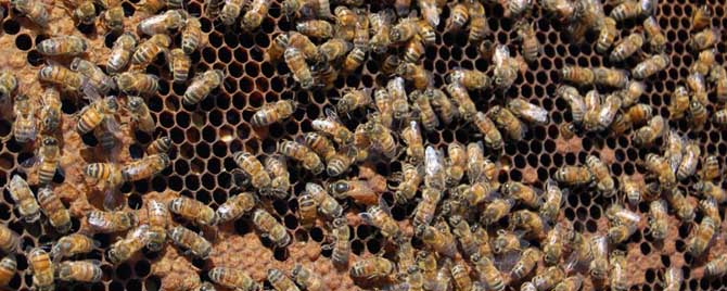 蜂王在蜂群中有什么作用？
