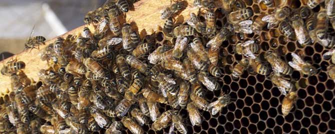 蜂王为什么比工蜂活得长？