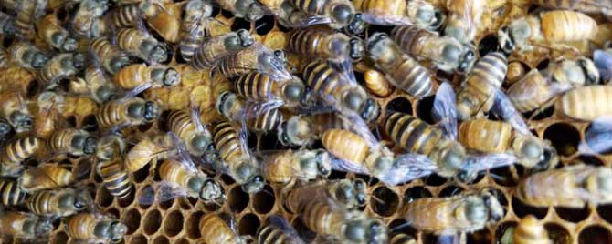 蜂群中有多少只工蜂？