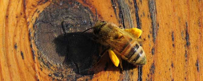 工蜂是几倍体的生物？