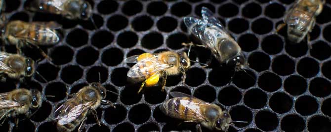工蜂在蜂群中有什么作用？