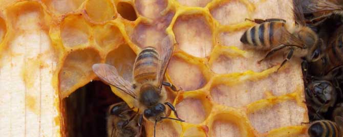 工蜂的寿命是多长时间？
