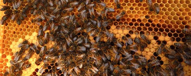 200只工蜂可以用蜂王吗？