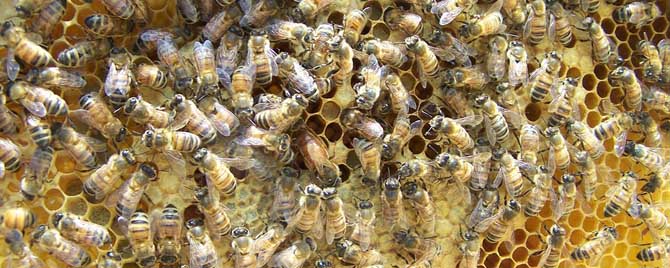 新收蜜蜂没有蜂王怎么办？