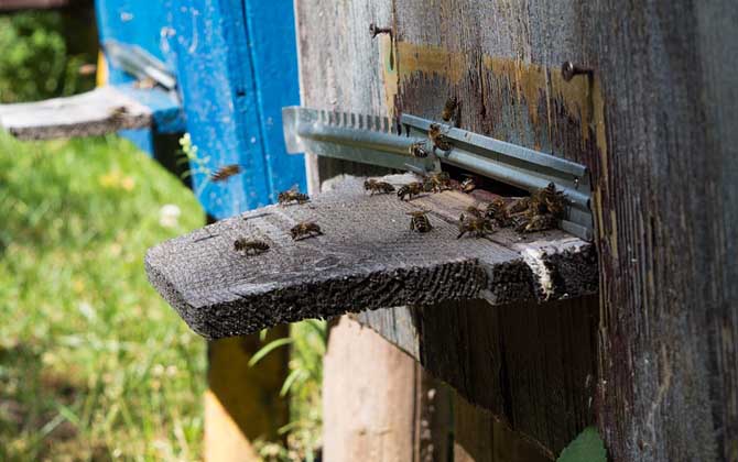 新手如何才能养好蜜蜂？
