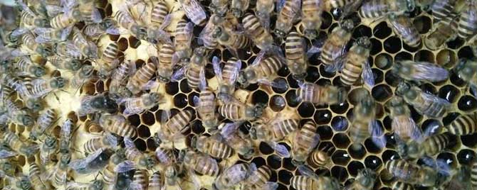 雄蜂是几倍体的生物？