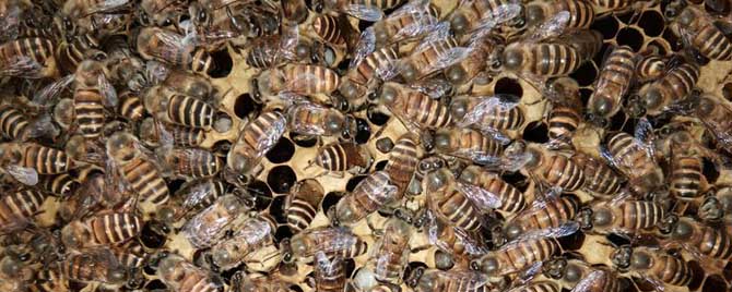 工蜂真的能繁殖后代吗？