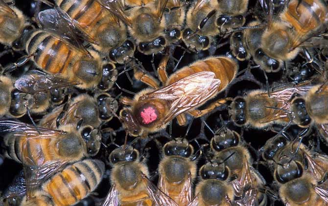 怎么样才能养好蜜蜂？只有清楚蜜蜂的习性，养蜜蜂才能得心应手！