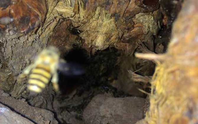 蜜蜂筑巢