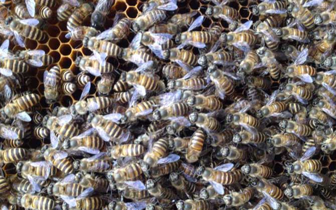 蜜蜂怎么快速繁殖？不妨试试奖励饲喂，快速就能将蜂群繁殖起来！