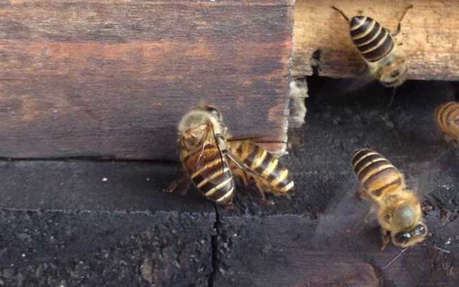 新收蜜蜂不会过箱，试试这个方法，快速让蜂群在蜂箱中“安家”！