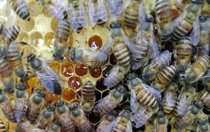 新收的蜂群没有蜂王，试试这几个办法，轻松将蜂群“抢救”回来！