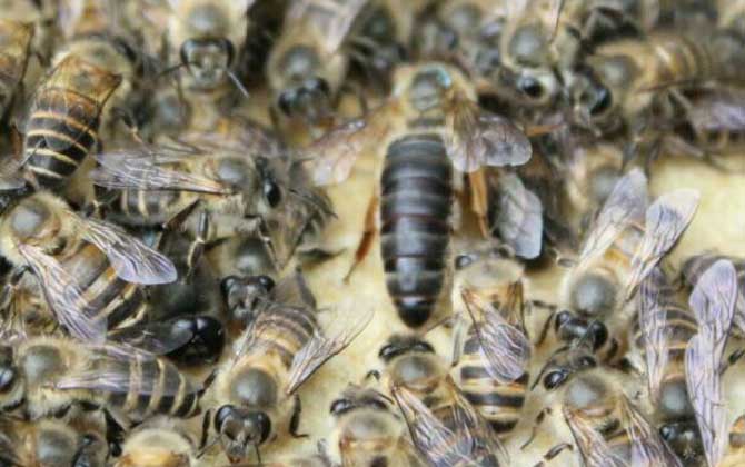 蜜蜂什么时候分蜂？蜂群的这些行为，已经告诉你了大致分蜂时间！
