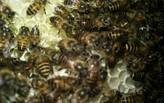 蜂种