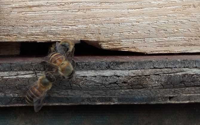 冬季怎么给蜂箱保温？一定要“宁寒勿热”，否则反而对越冬不利！