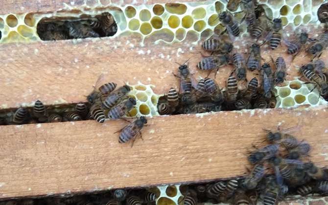 越冬蜂为何大量死亡？无非这几个原因，清楚后才能“对症下药”！
