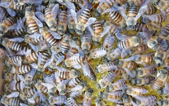 蜜蜂怎么快速繁殖？按这几个步骤管理，快速将蜂群繁殖成为强群！