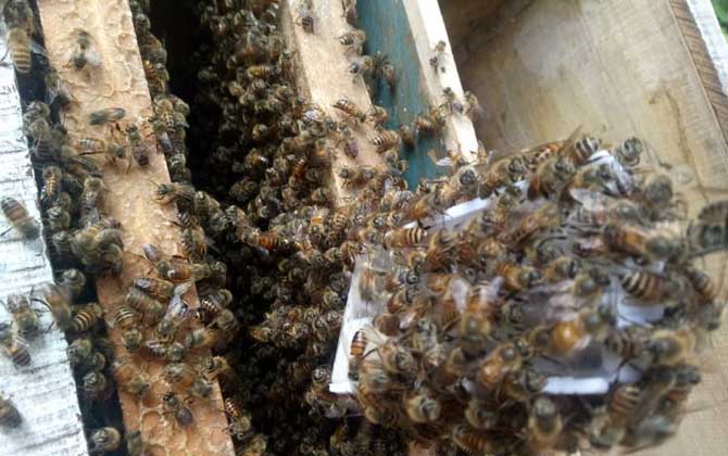 蜜蜂繁殖