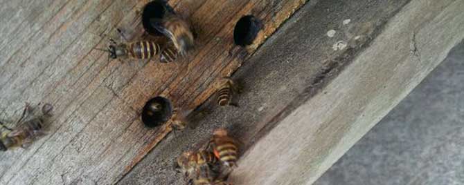工蜂产的雄蜂能交尾吗？