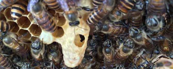 怎么让蜜蜂起急造王台？