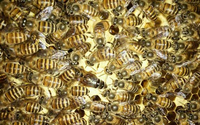 蜜蜂什么时候繁殖快？搞清楚这4个条件，基本上都可以判断出来！
