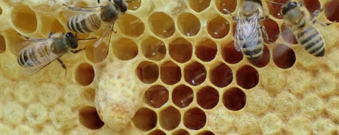 急造王台会自然分蜂吗？